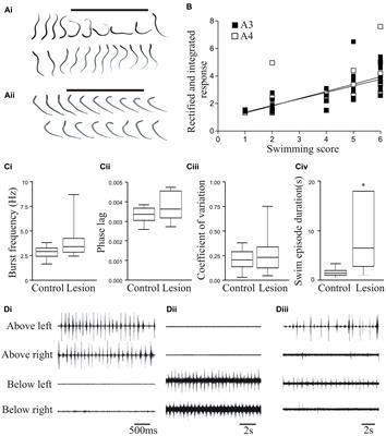 The Lesioned Spinal Cord Is a “New” Spinal Cord: Evidence from Functional Changes after Spinal Injury in Lamprey